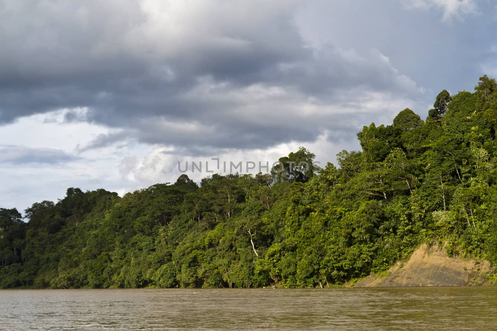 Rainforest by the River by azamshah72