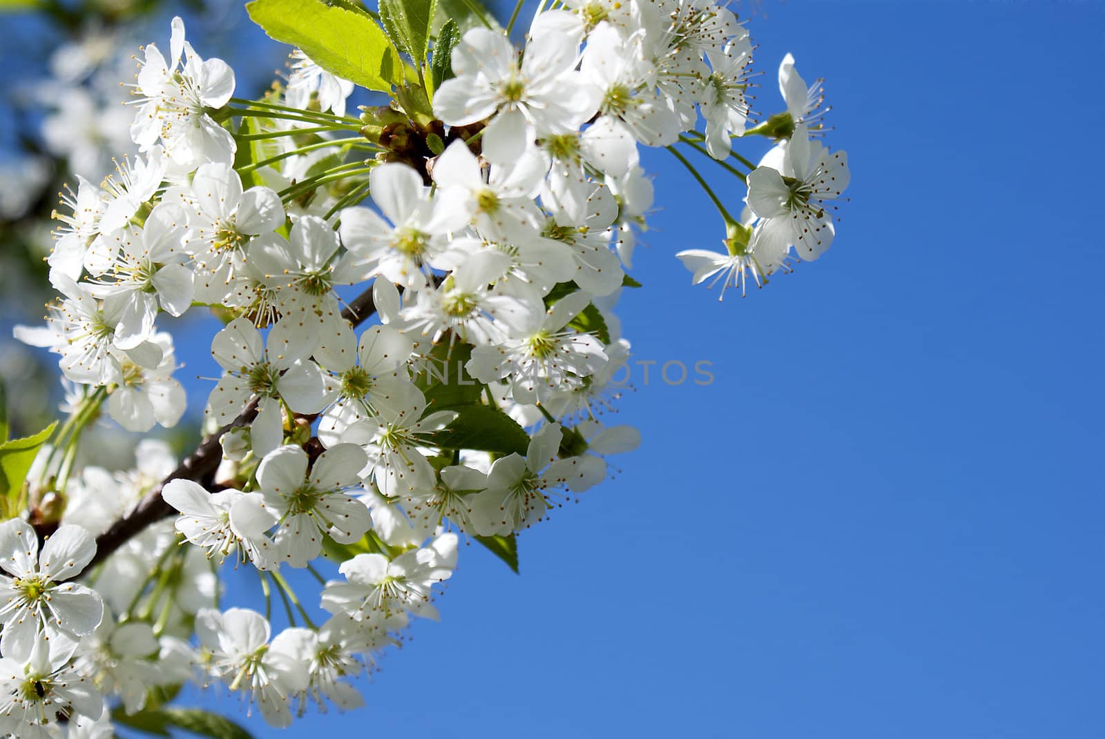 Flowers cherry over blue sky background