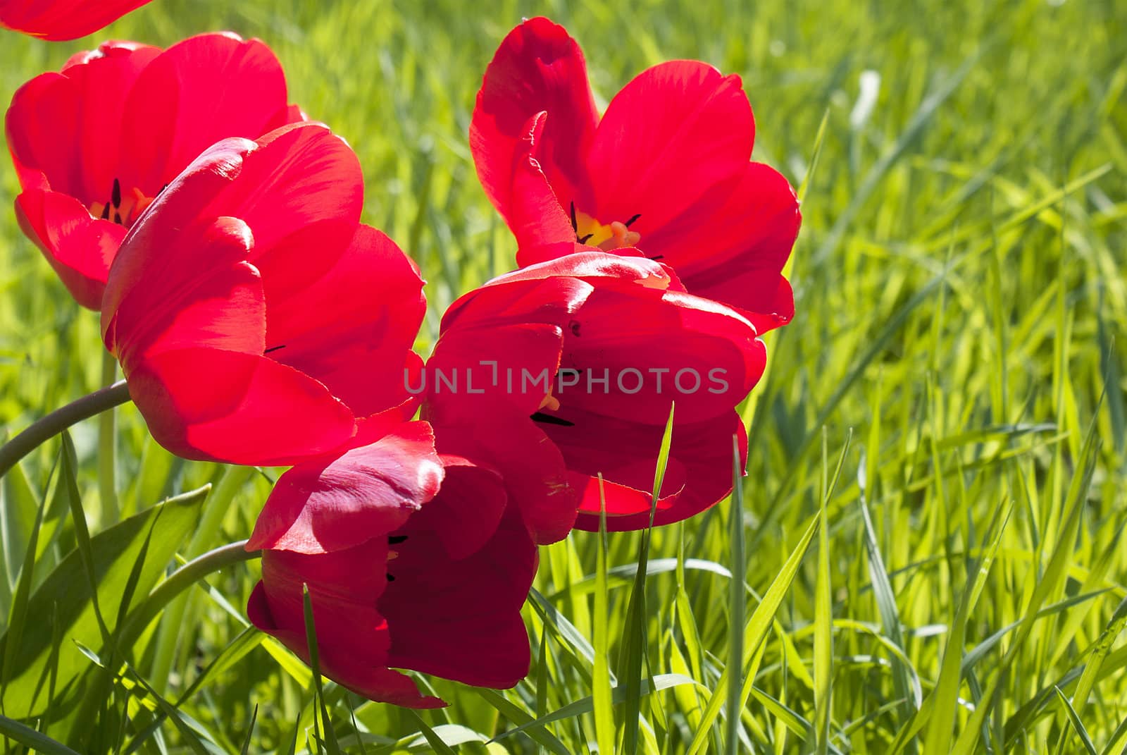 Spring red tulips over green meadow background