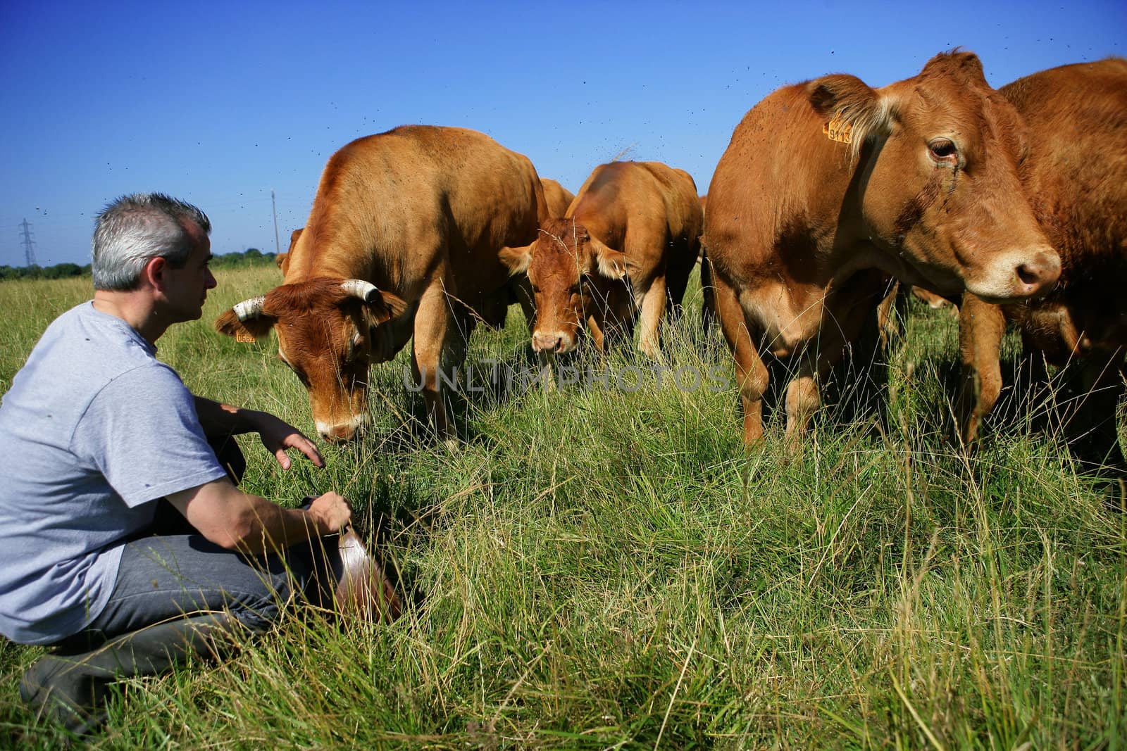 Farmer with his cows by phovoir