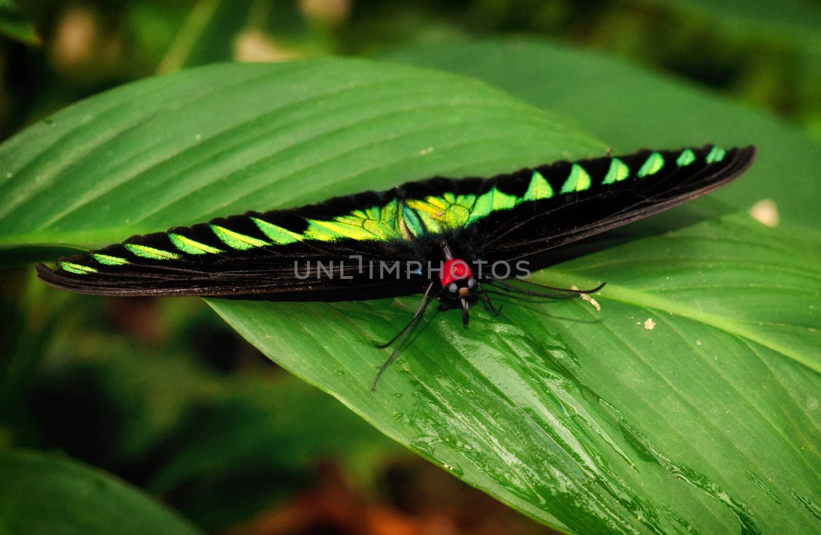 birdwing butterfly by clearviewstock