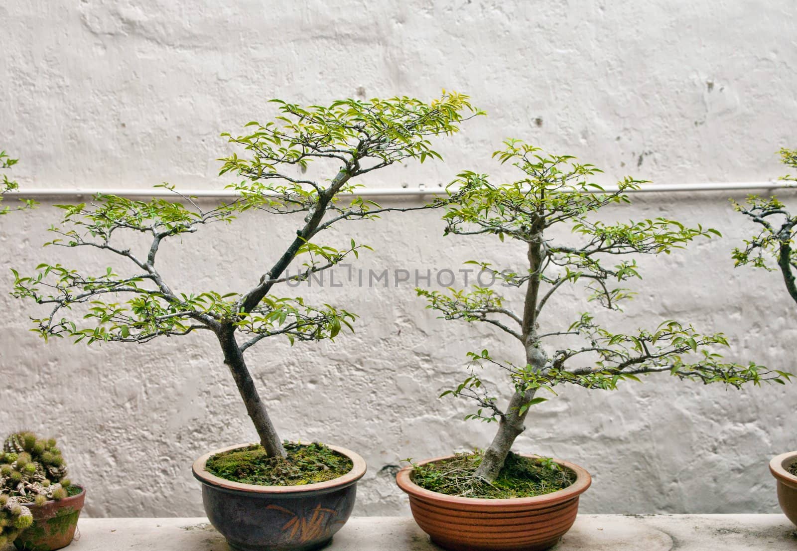 small bonsai trees in front of a wall