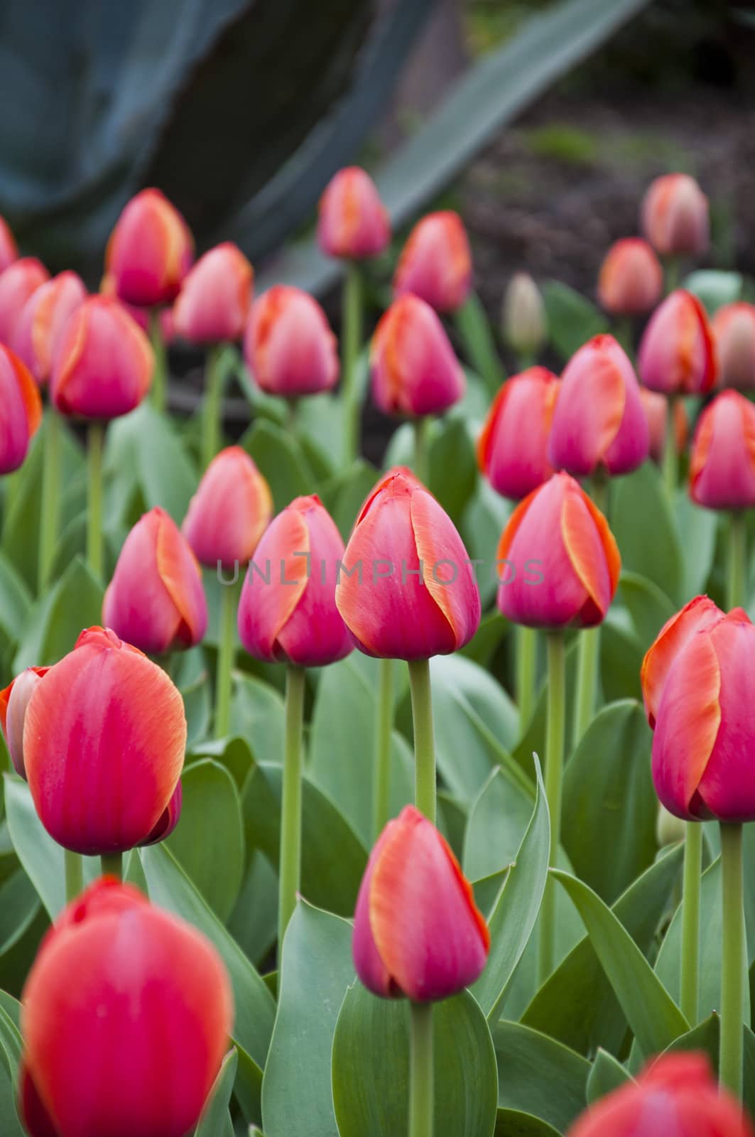 The spring red tulip in flower field