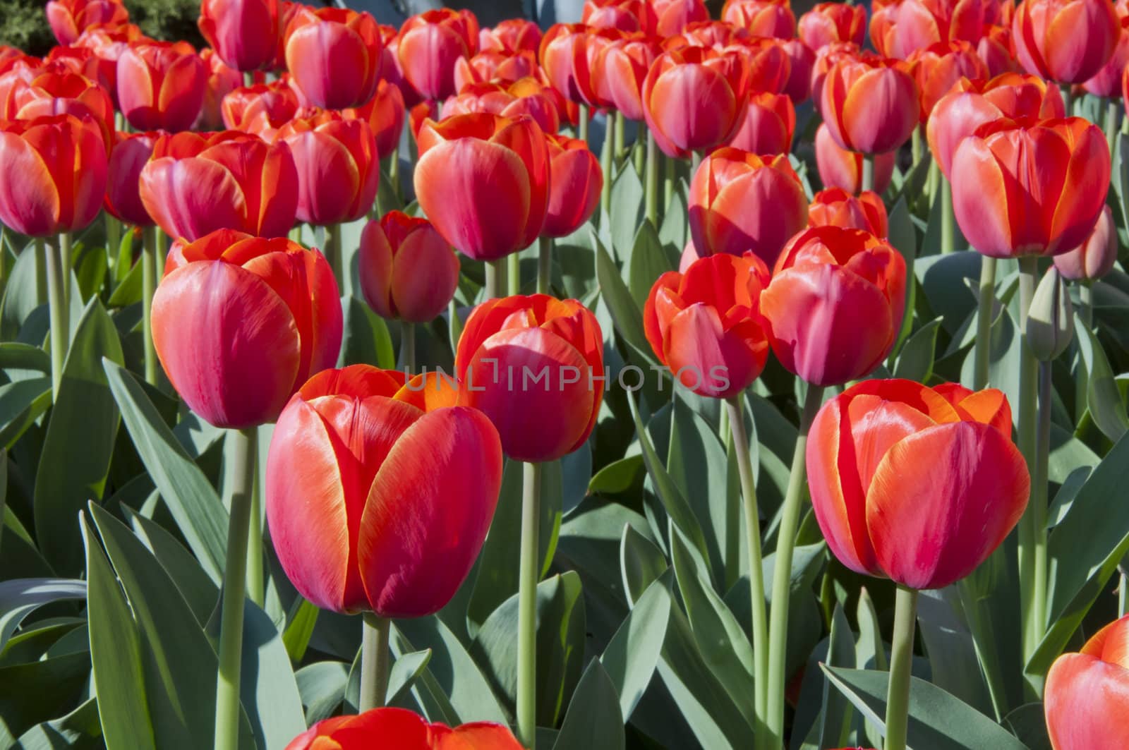 The spring red tulip in flower field