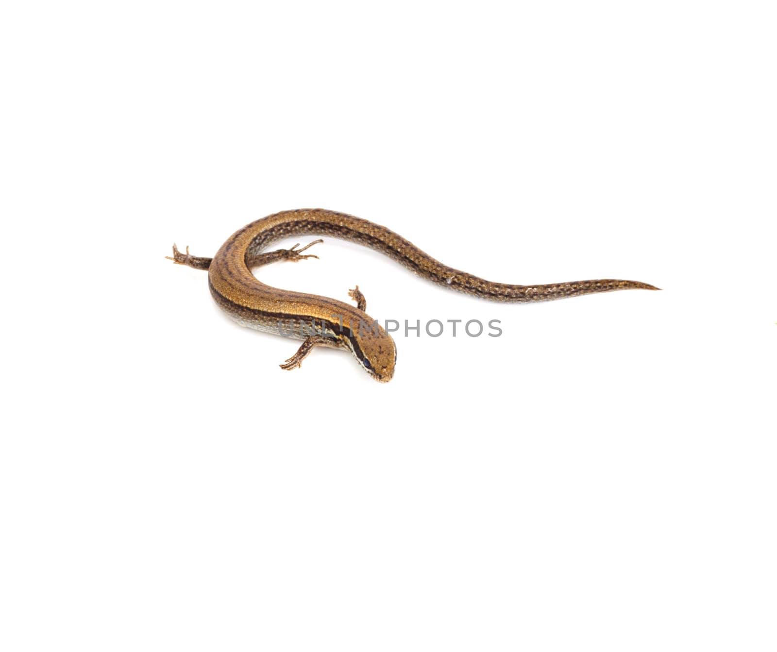 lizard on a white background