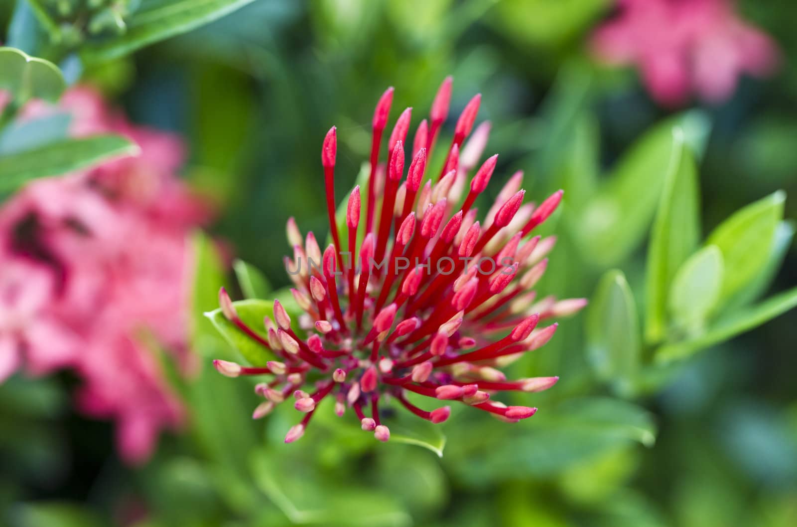 Red Ixora flower buds in the morning light with green blurry background