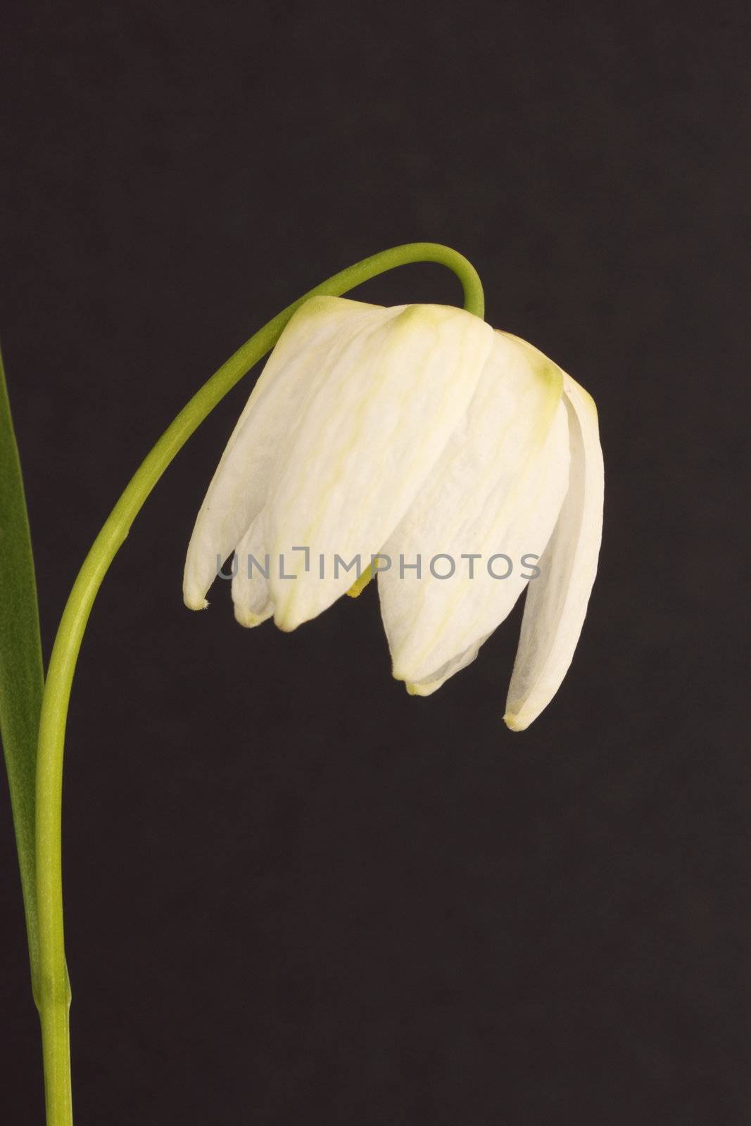 Fritillaria meleagris