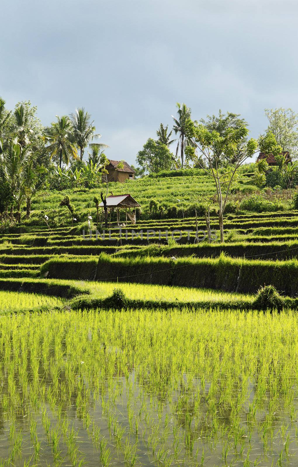 terraced rice field landcape in bali indonesia