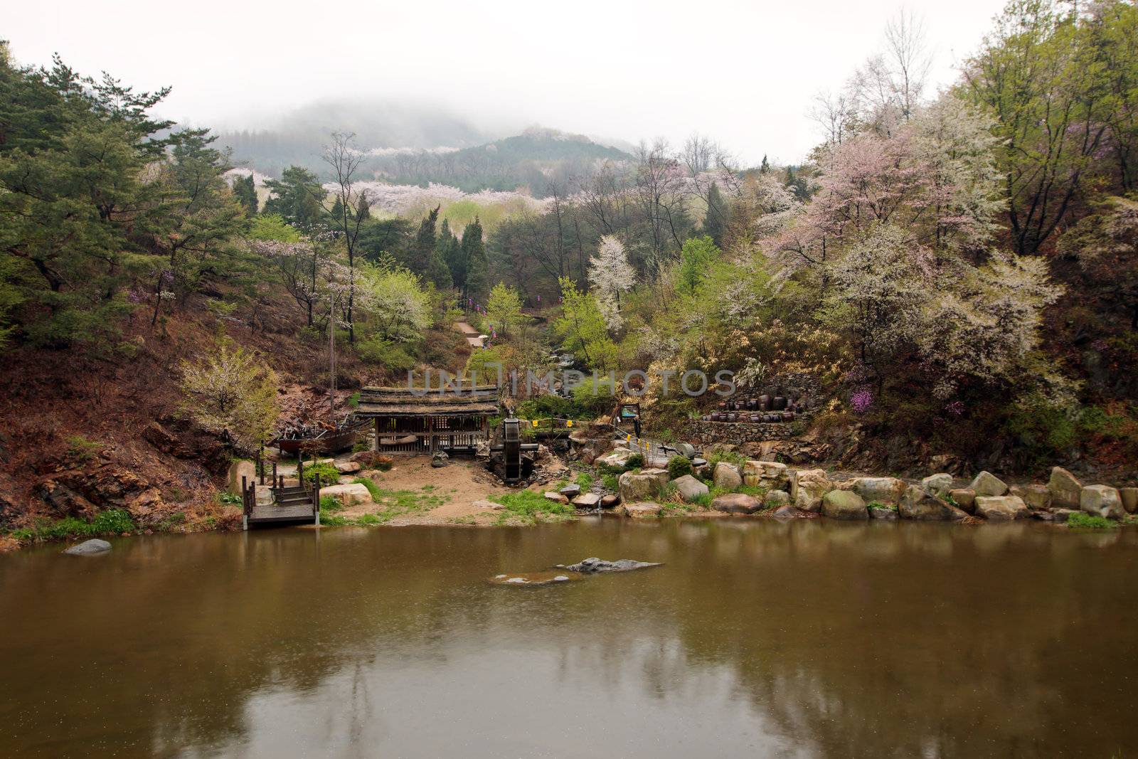 Cherry blossom in Korean mountains at a riverside in a rainy day