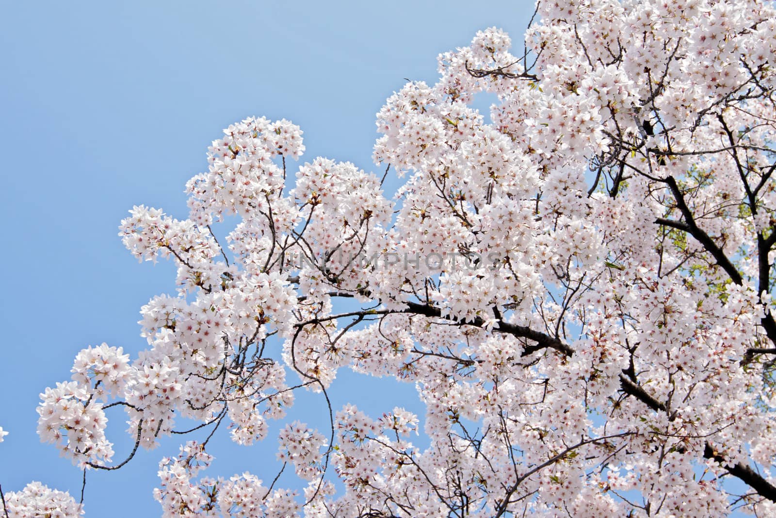 Beautiful branch of blooming cherry by dsmsoft