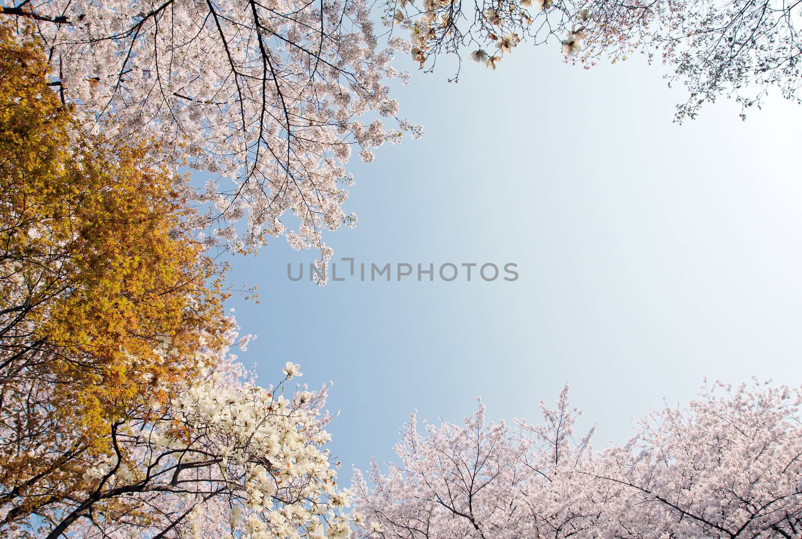 Blooing cherry and magnolia on a blue sky background