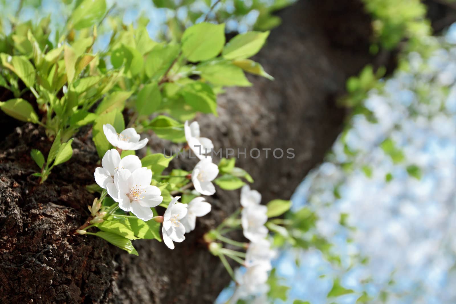 Closeup of a cherry flower on a blurry background