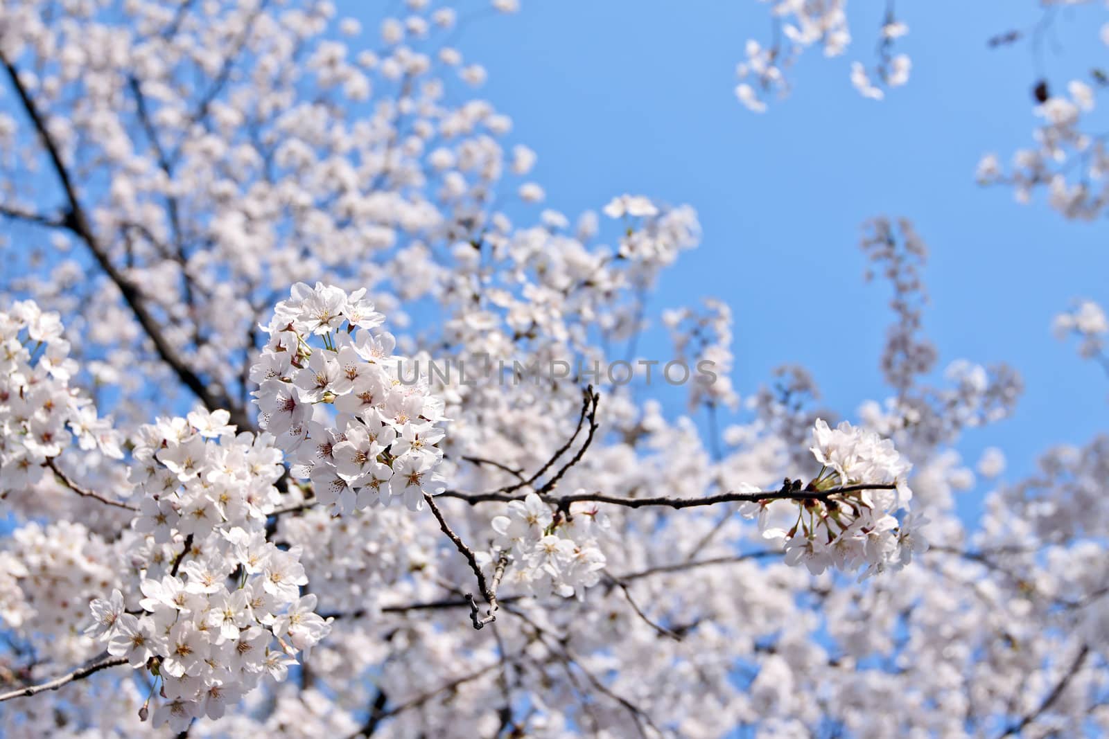 Branch of blooming cherry with selected focus