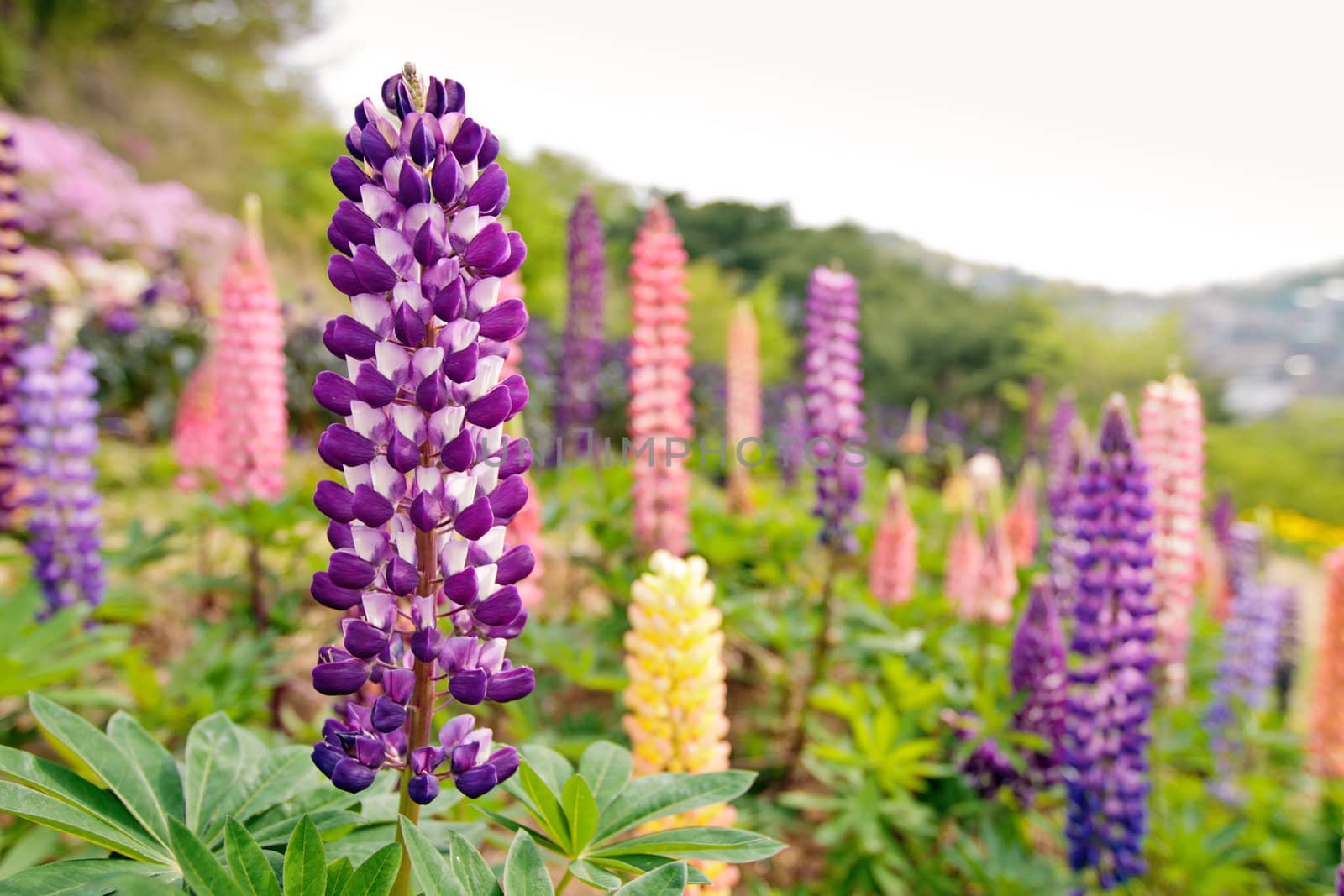 Purple, pink and yellow lupine flowers with selected focus