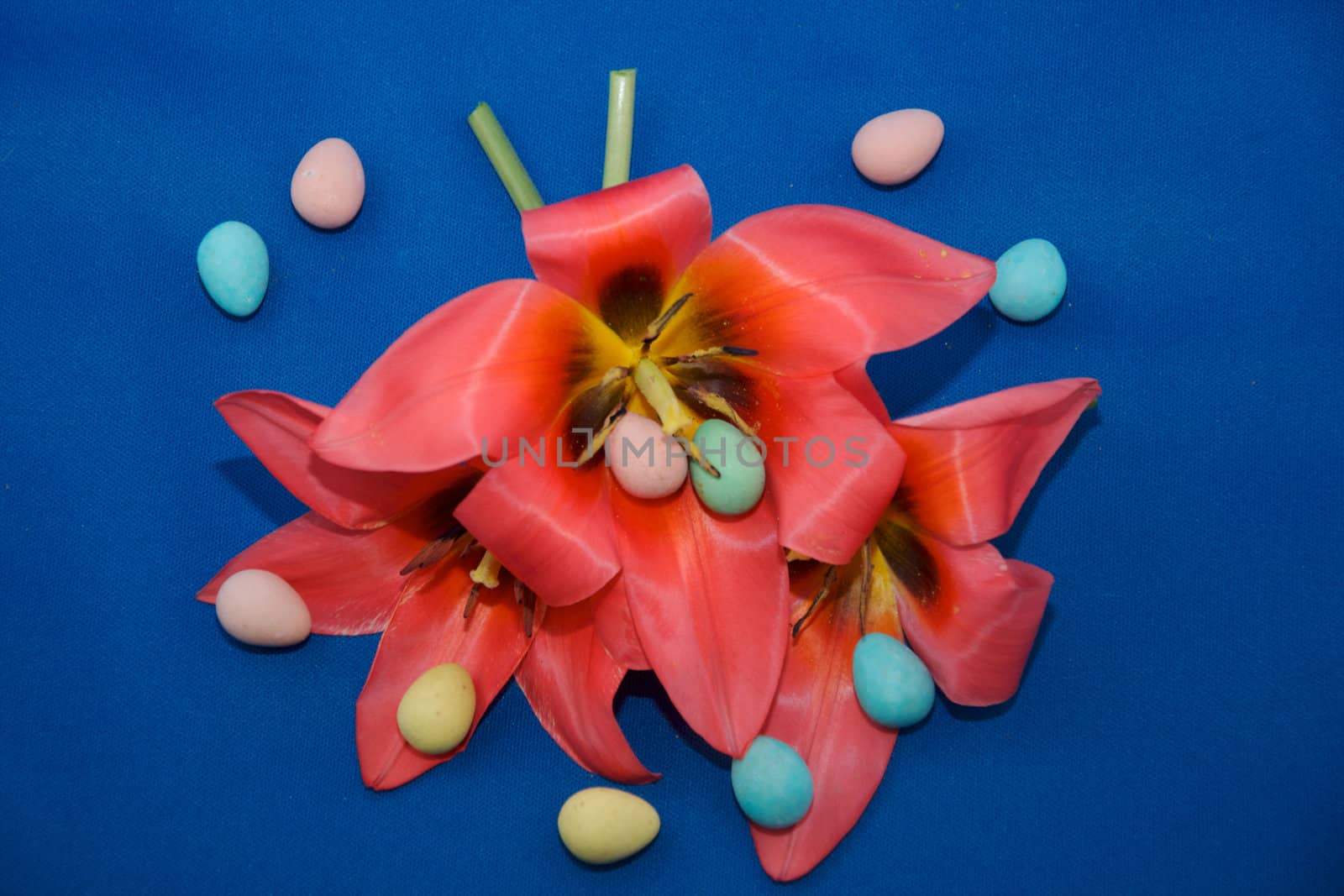 Easter eggs and tulips by tyroneburkemedia@gmail.com