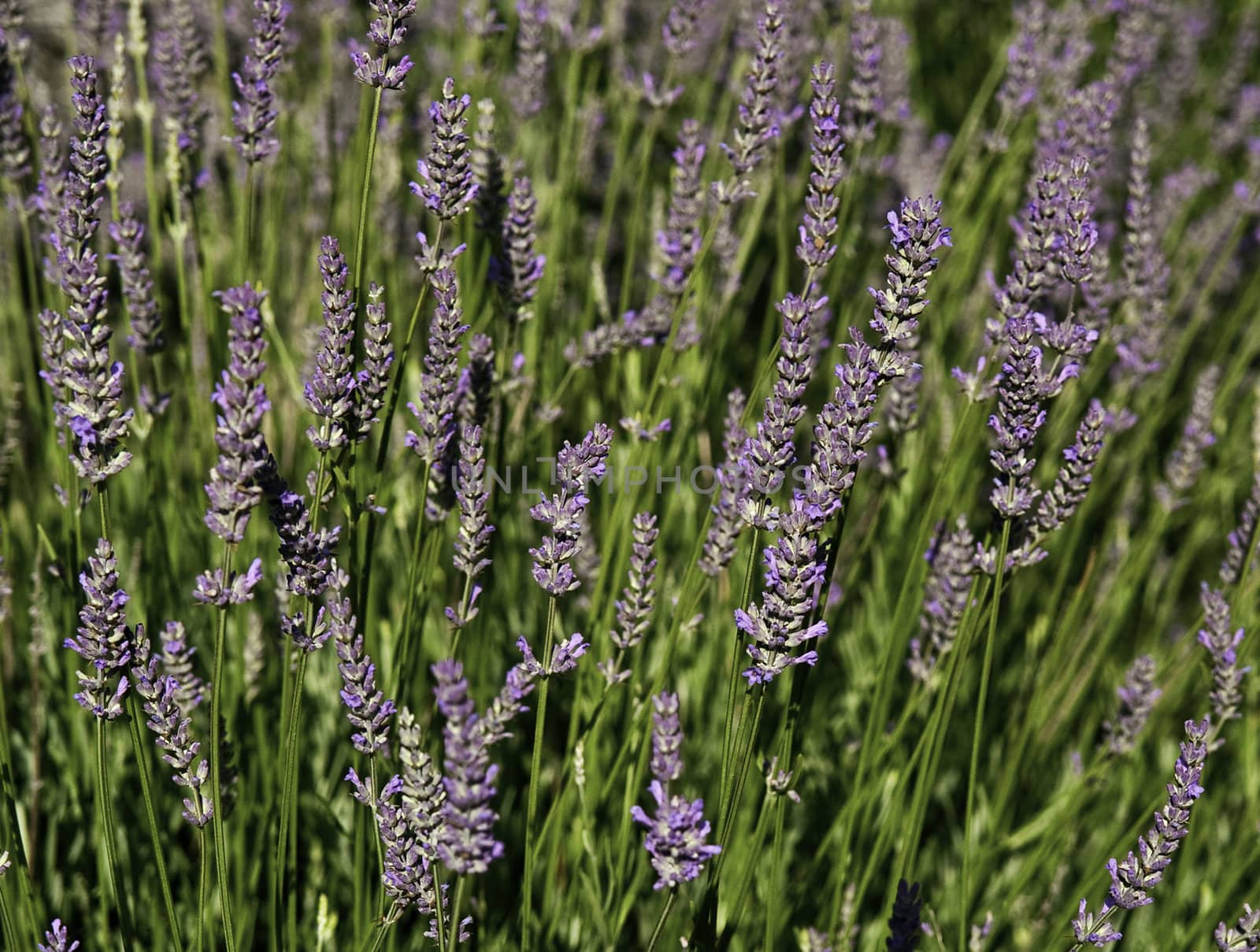 lavender field detail by jackmalipan
