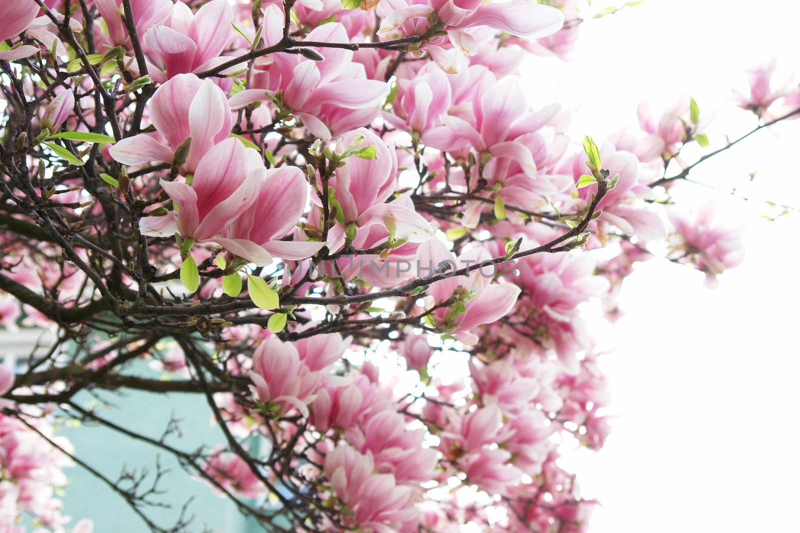 beautiful colorful viivid flowers in bloom