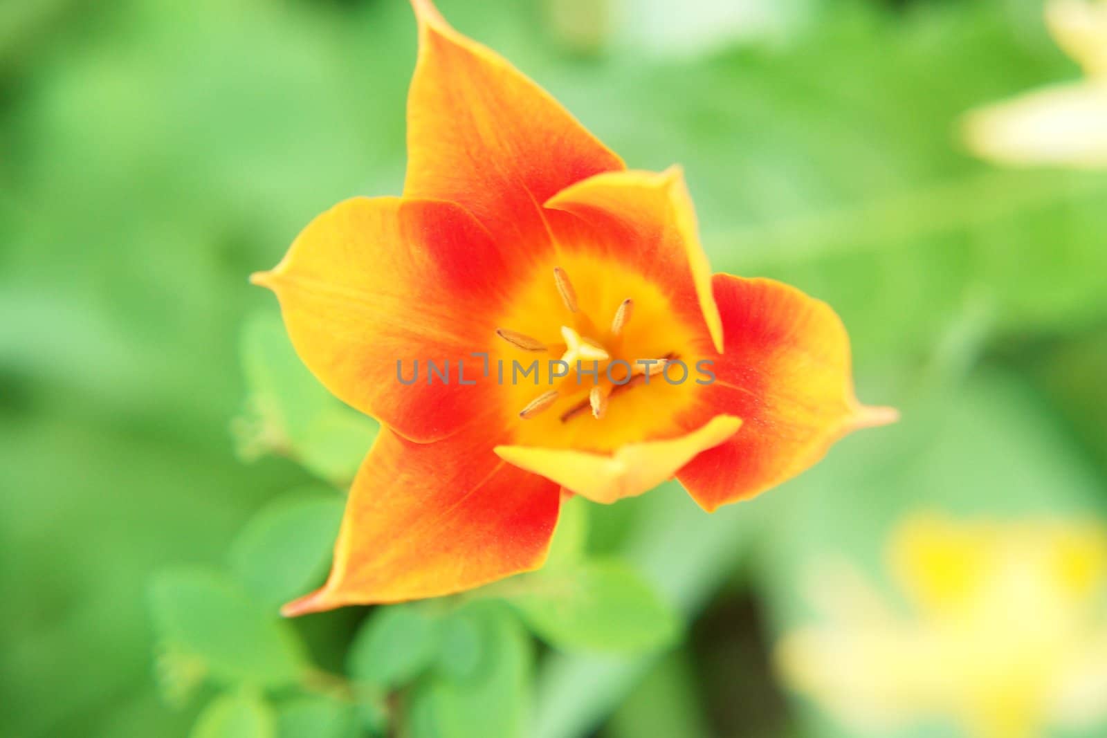 tulip closeup shallow depth of field