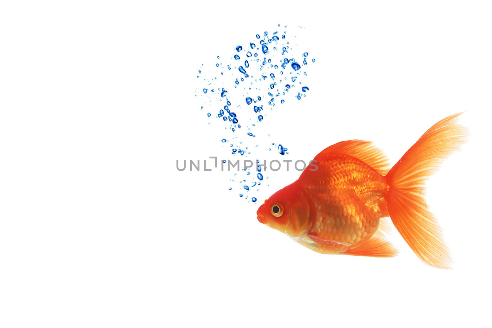 Isolated of the gold fish on white