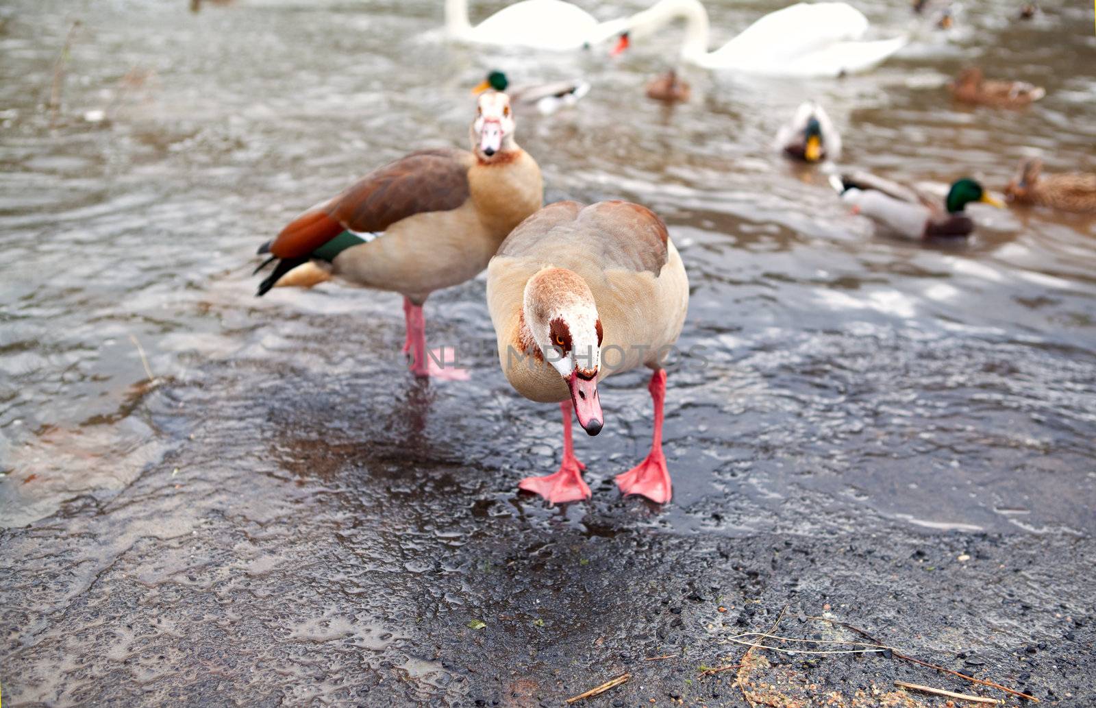 couple of Egyptian goose in wild environment
