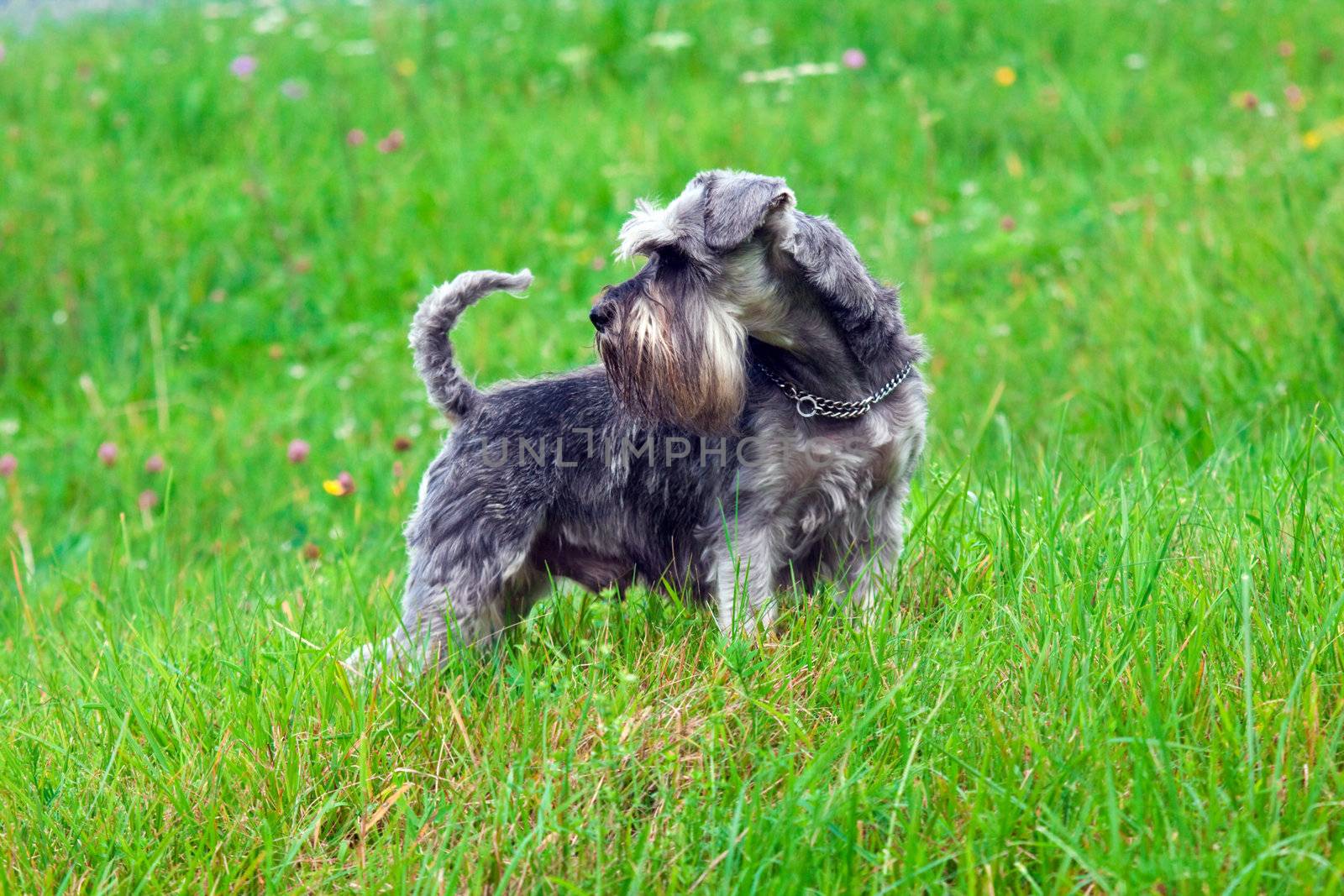 pepper and salt miniature schnauzer standing in the grass