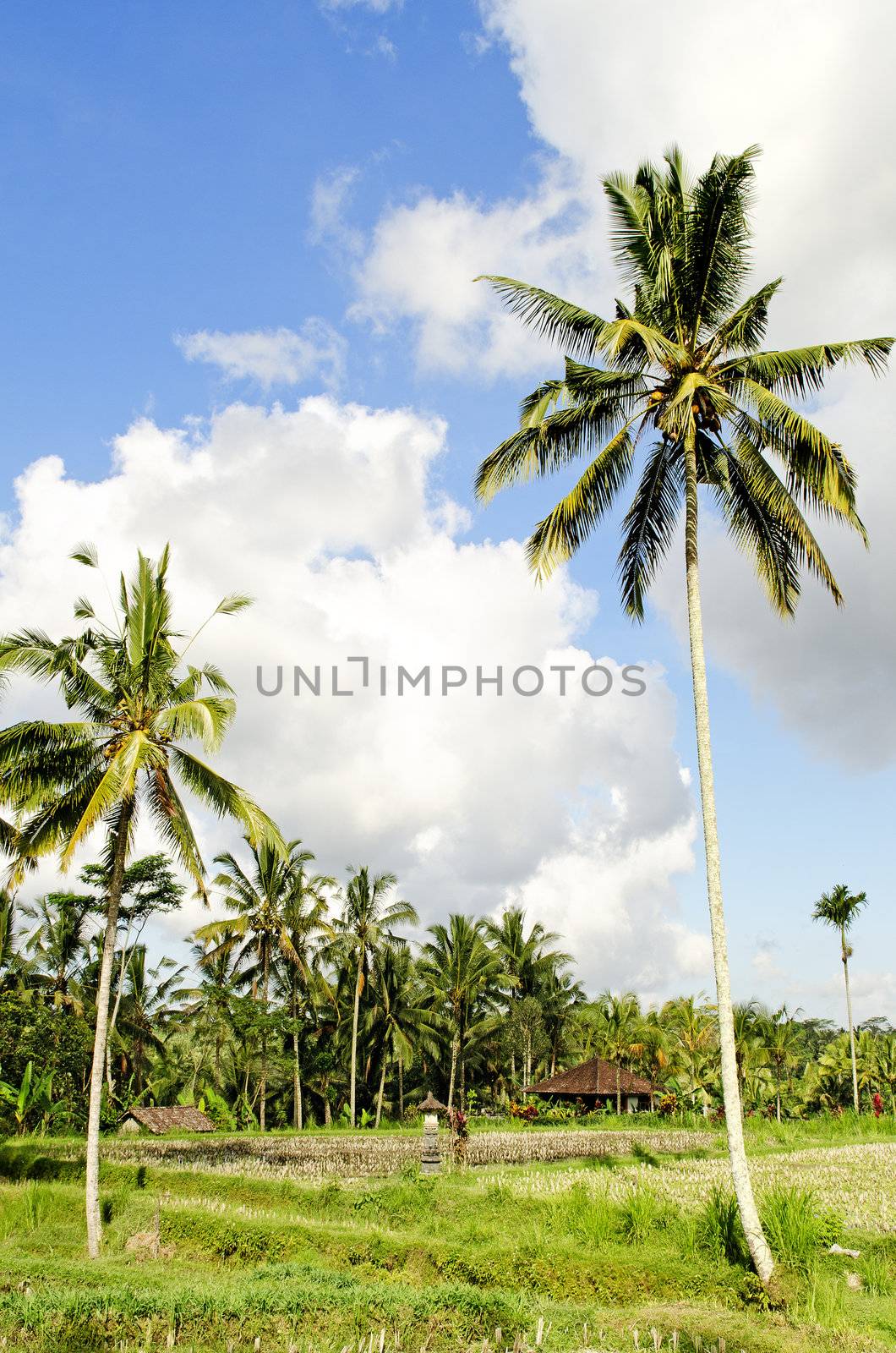 tropical landscape in bali indonesia by jackmalipan