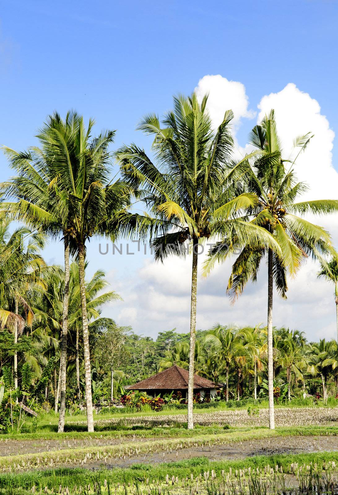 tropical landscape in bali indonesia