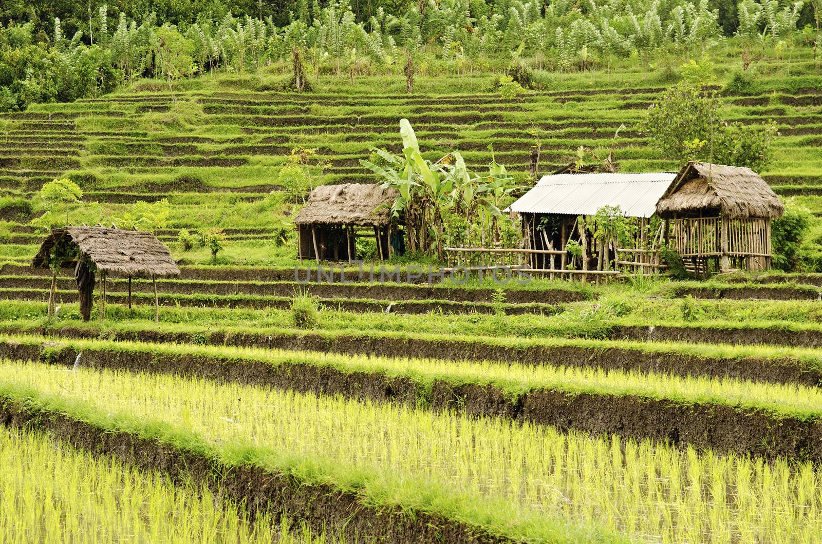 rice field and houses in bali indonesia