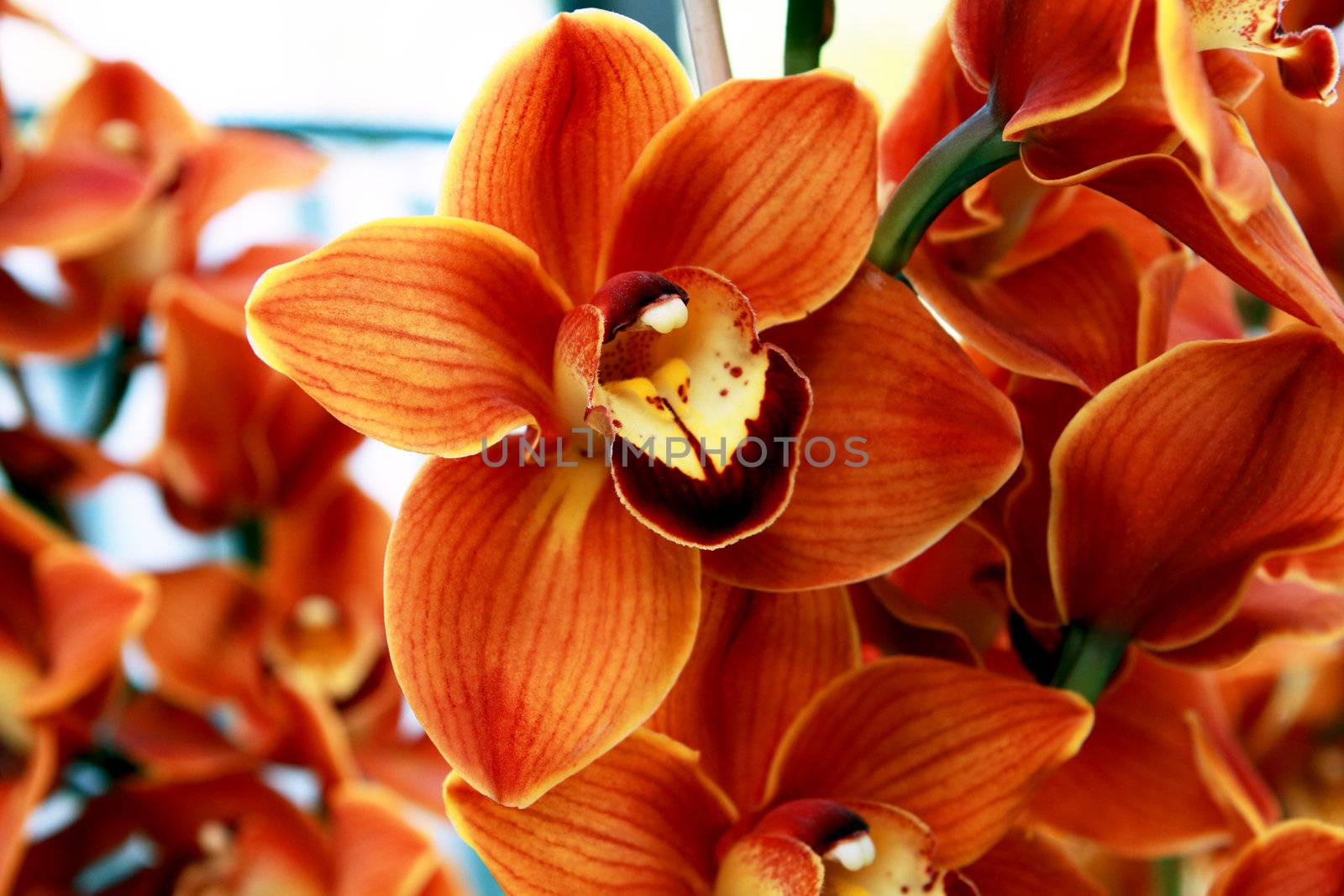 orange orchid flower close up