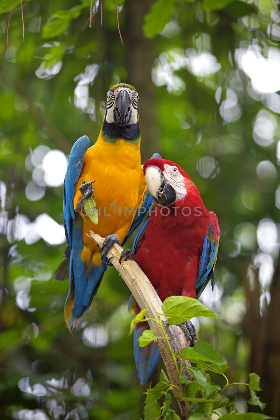 Two Macaws standing on a branch in the jungle