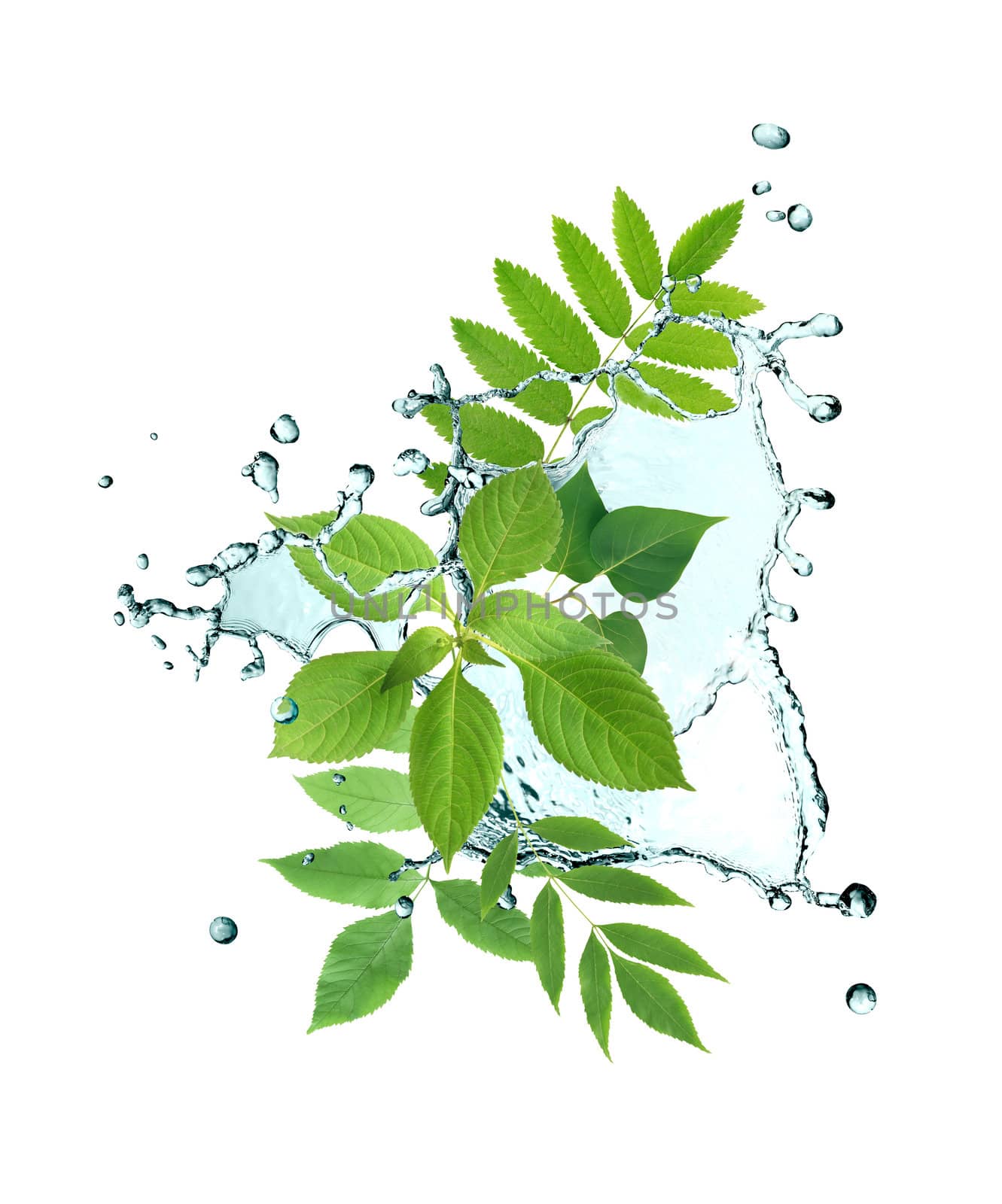 Ecology concept. Green leaves with splashing water on white background