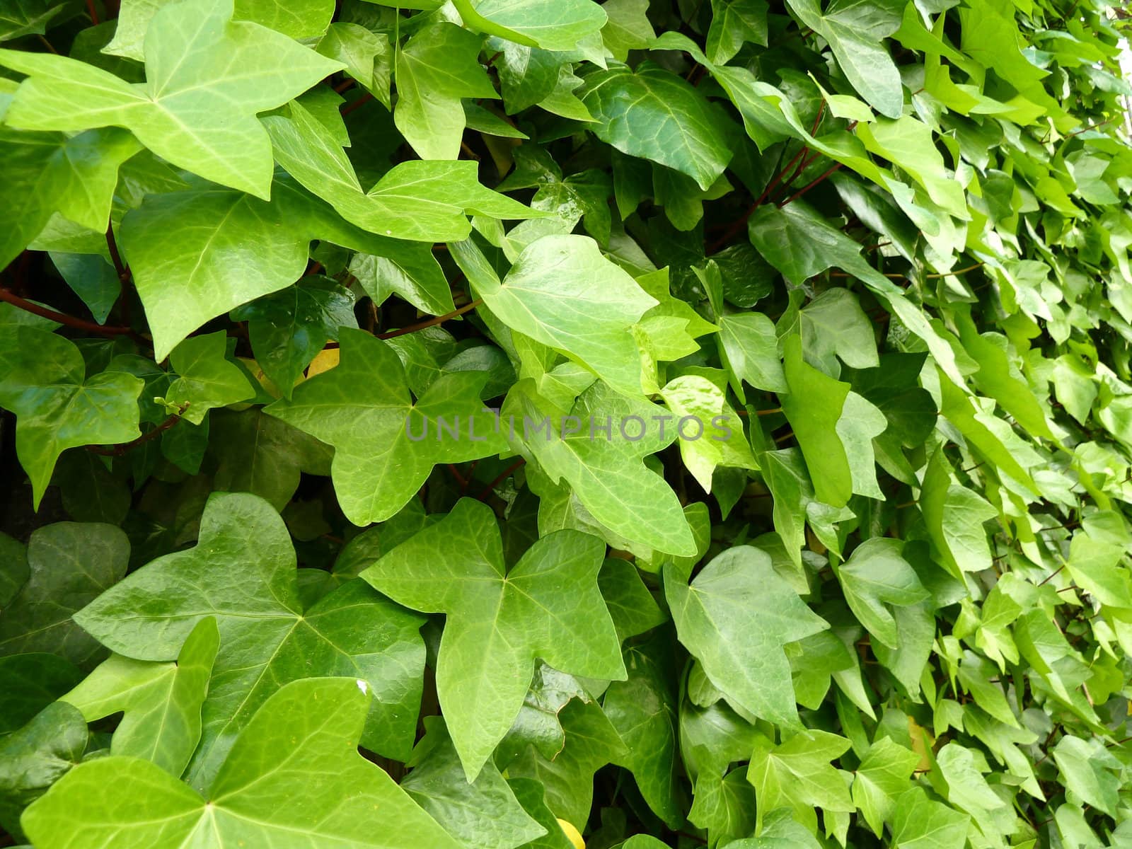 climbing ivy by gazmoi