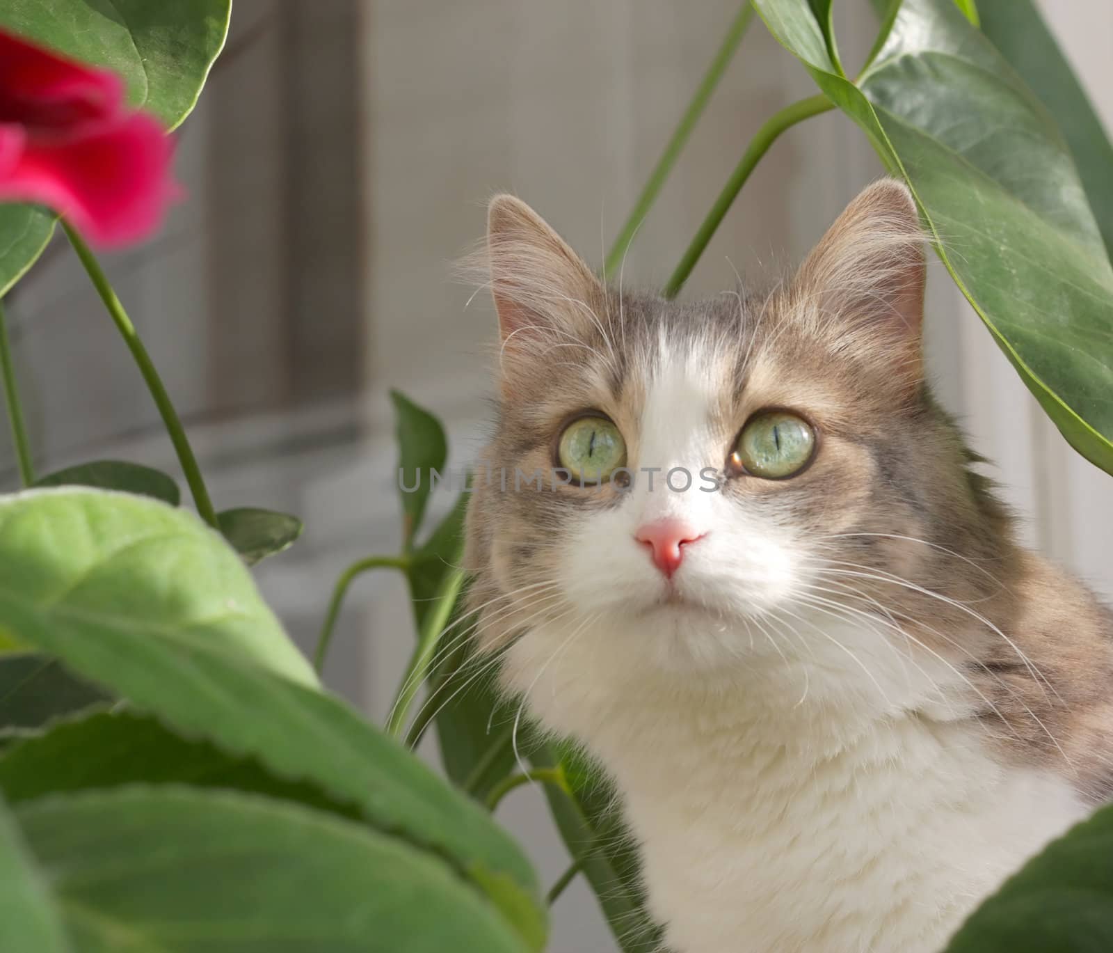 Cat near leaves of flower by sergpet