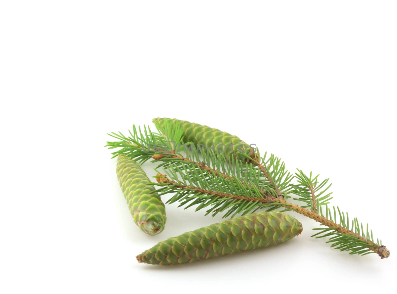 Twig of fir-tree with green cones by sergpet