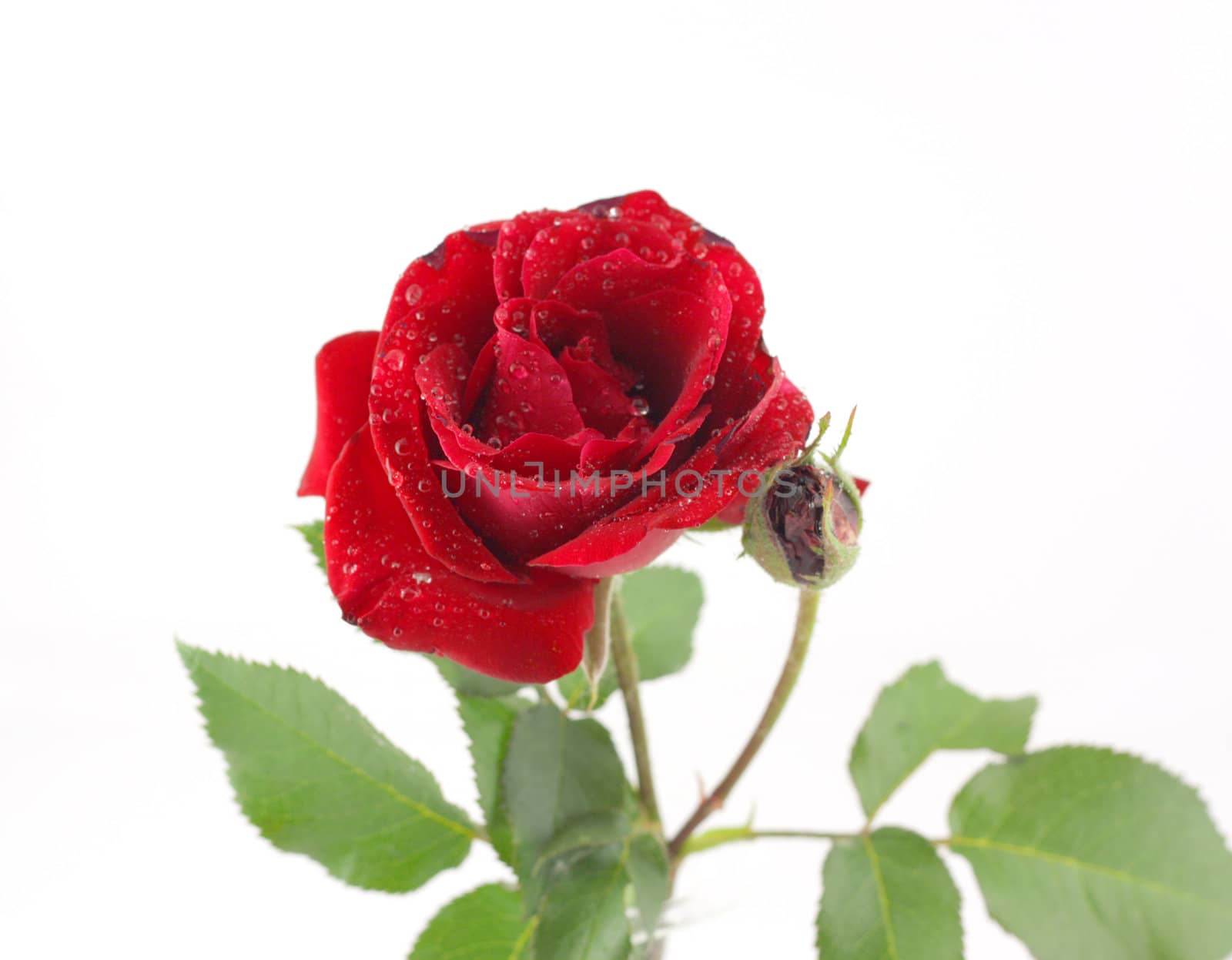 Red rose over white