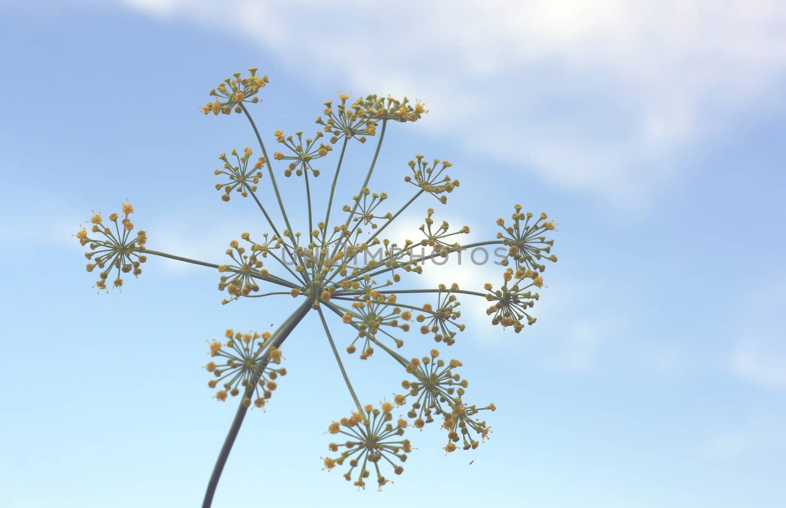 Fennel with blue sky on the background. Shallow DOF.