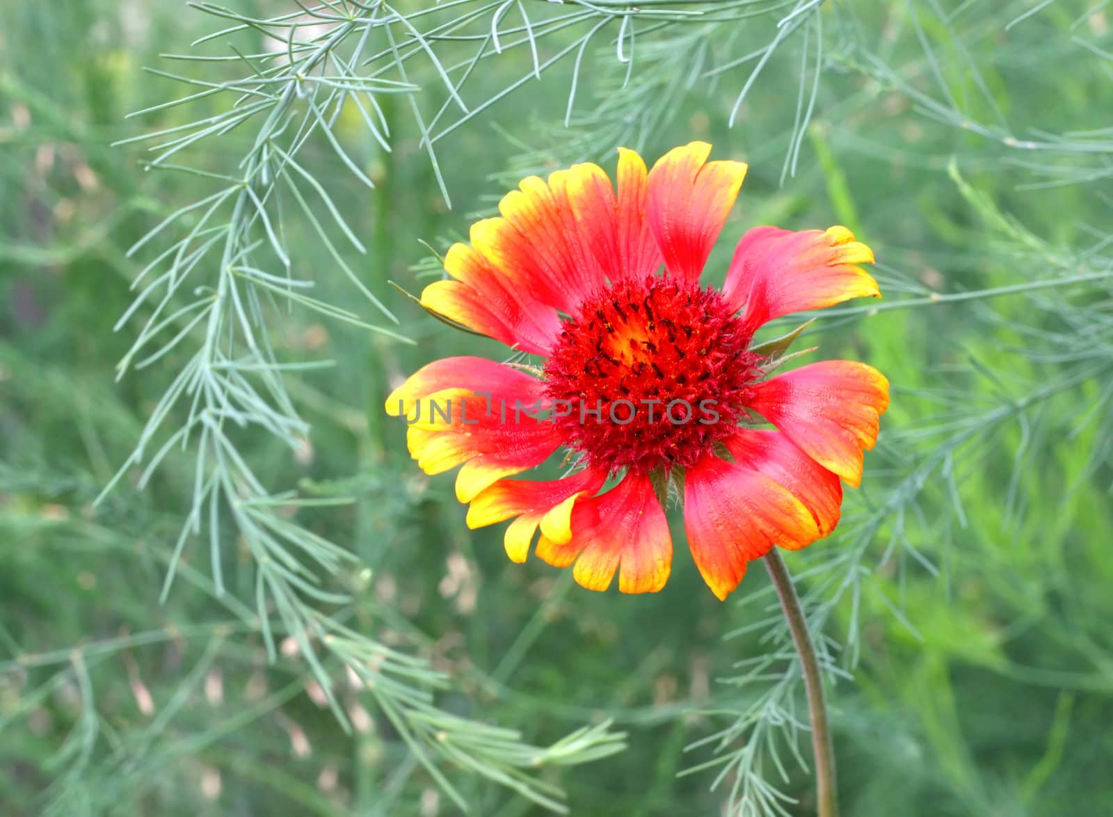 Scarlet flower in garden. Shallow DOF.