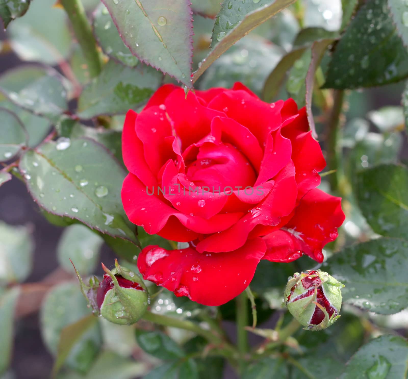 Red rose. After rain. by sergpet