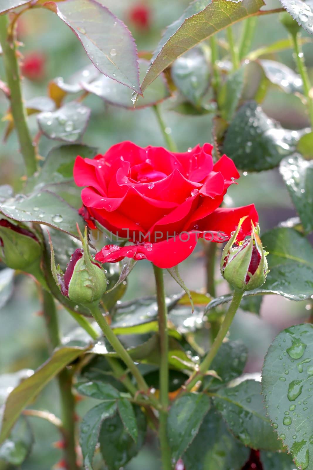 Red rose. After rain. Shallow DOF.