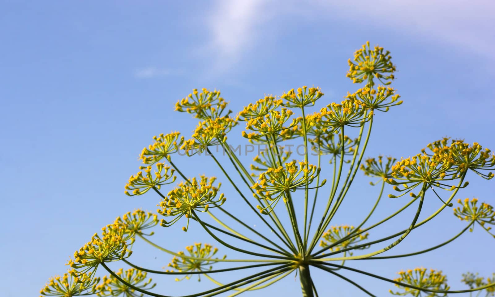 Fennel with blue sky on the background. by sergpet