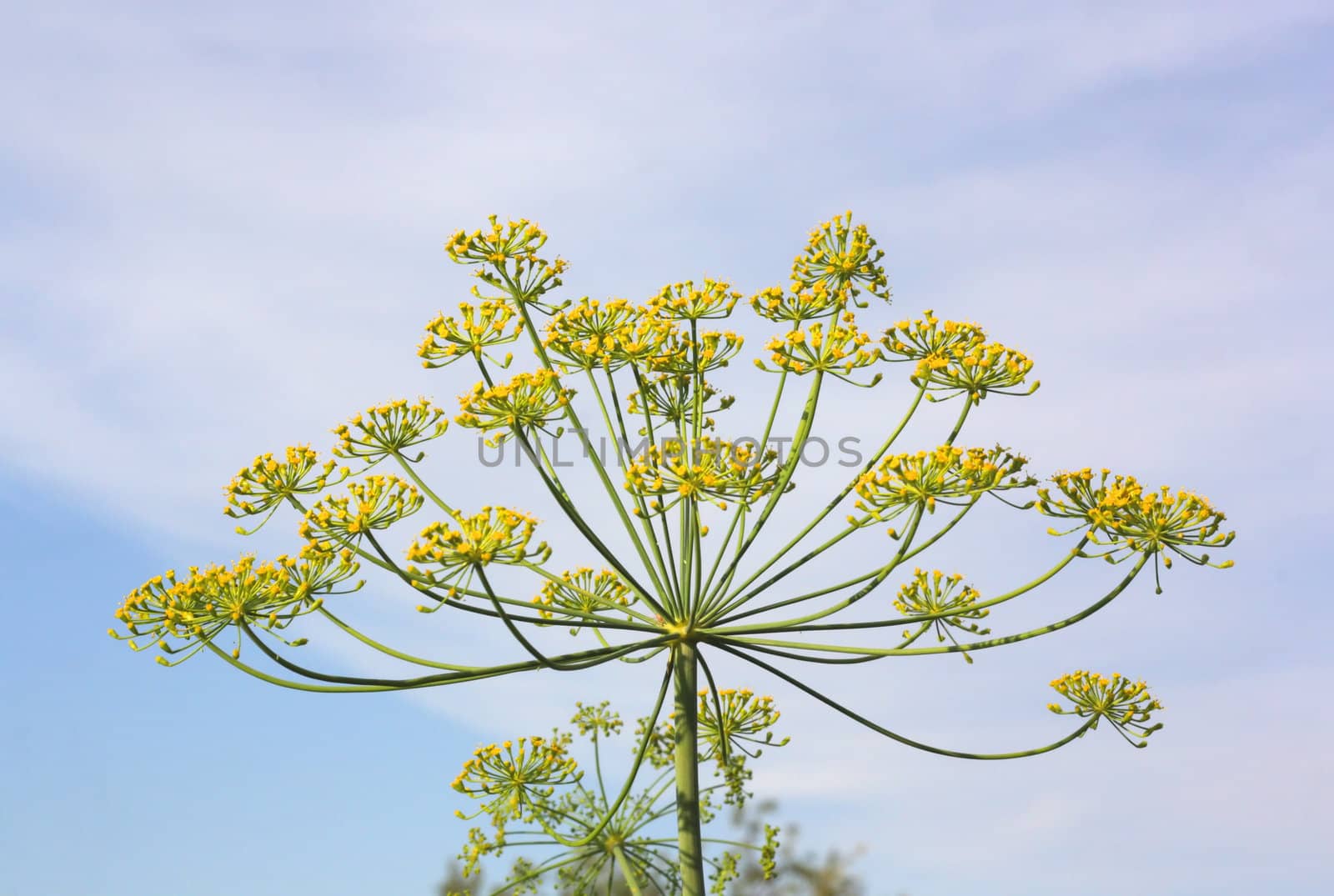 Fennel with blue sky on the background. Shallow DOF.