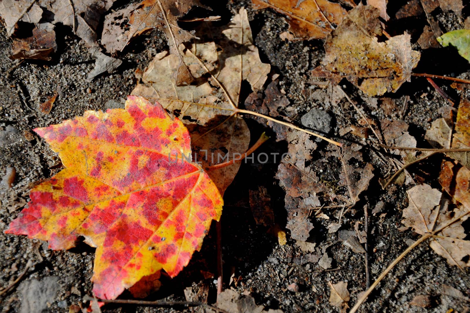 Fallen Maple Leaf in a forest in Quebec.