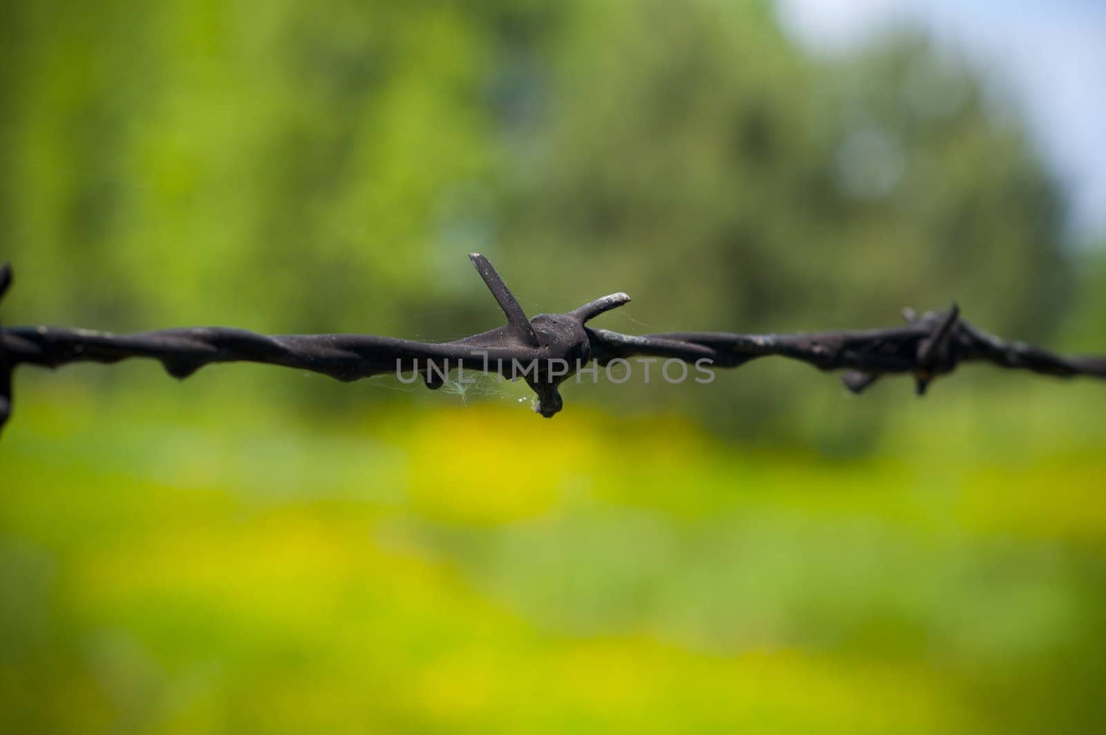 close-up on a barbed wire