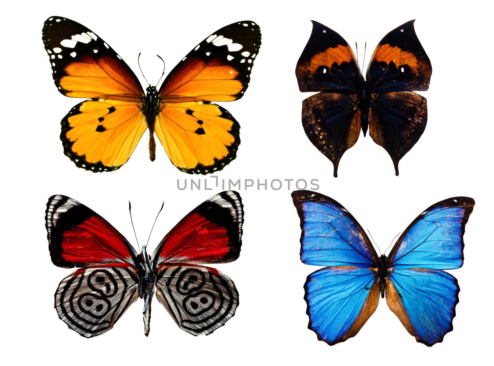 Collection of colored butterflies isolated on white 
 by rufous