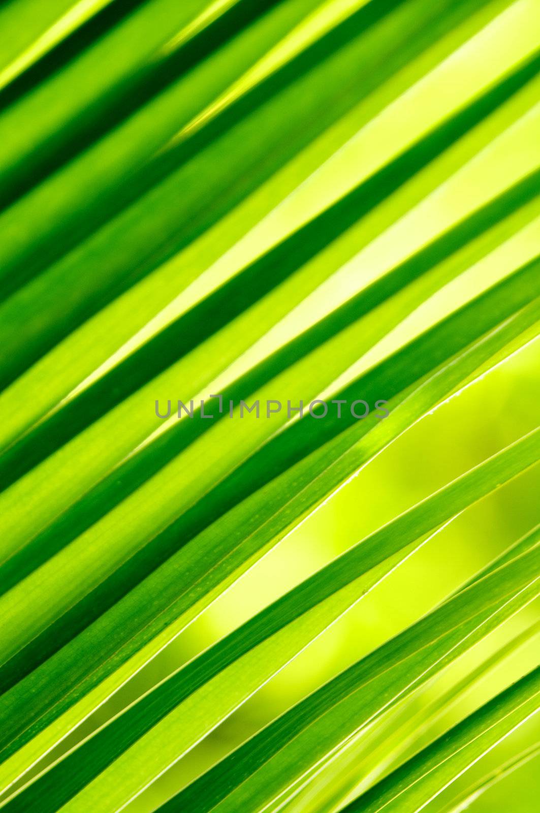 Fresh Green Background by zhekos