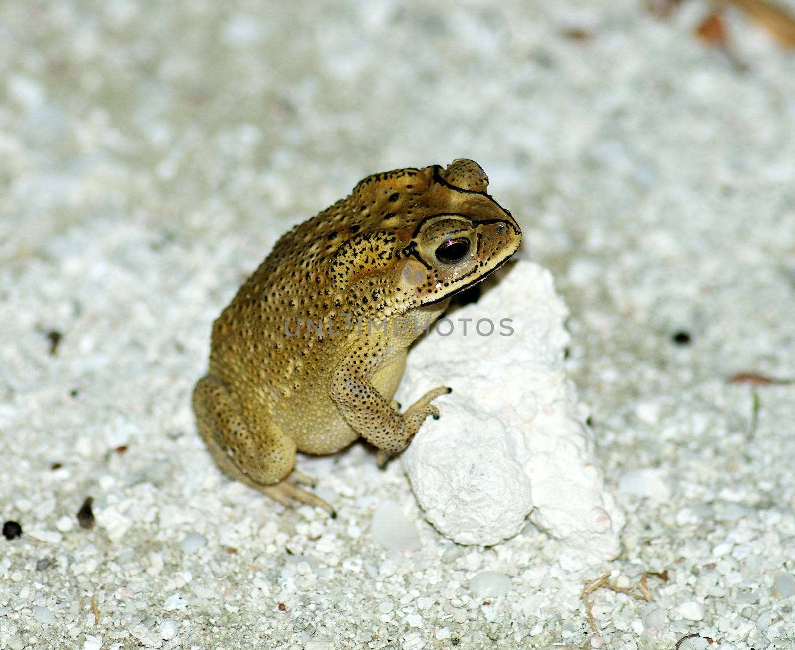 Golden Tree Frog or Hyla standing near stone in natural environment