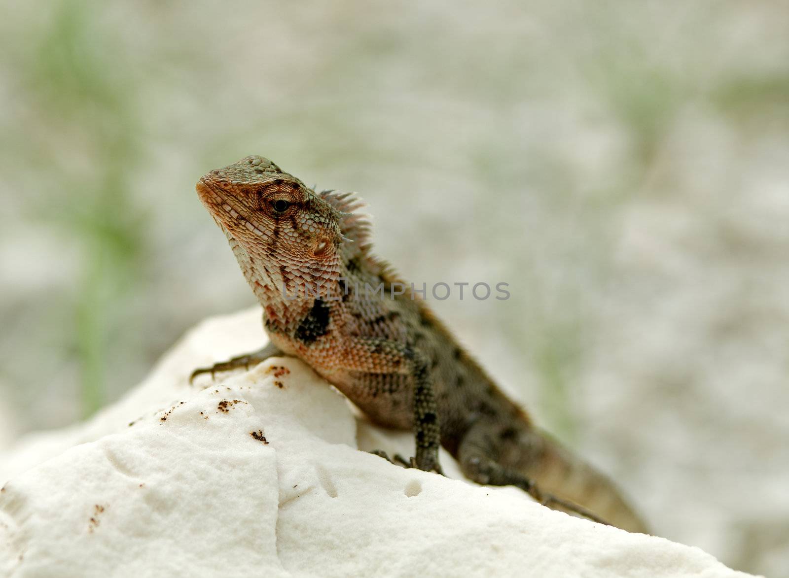 Agama Lizard in natural environment on white stone 