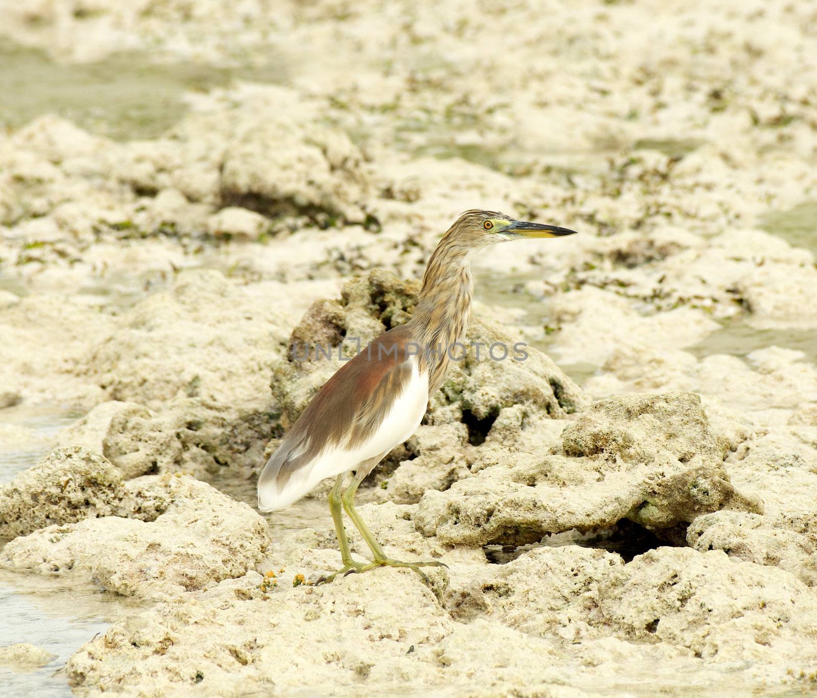 Indian Pond-Heron by zhekos