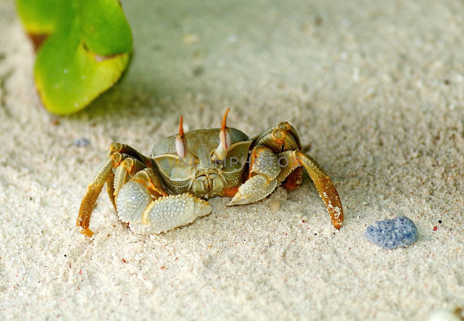 Large Sand Crab looking up on ocean beach background