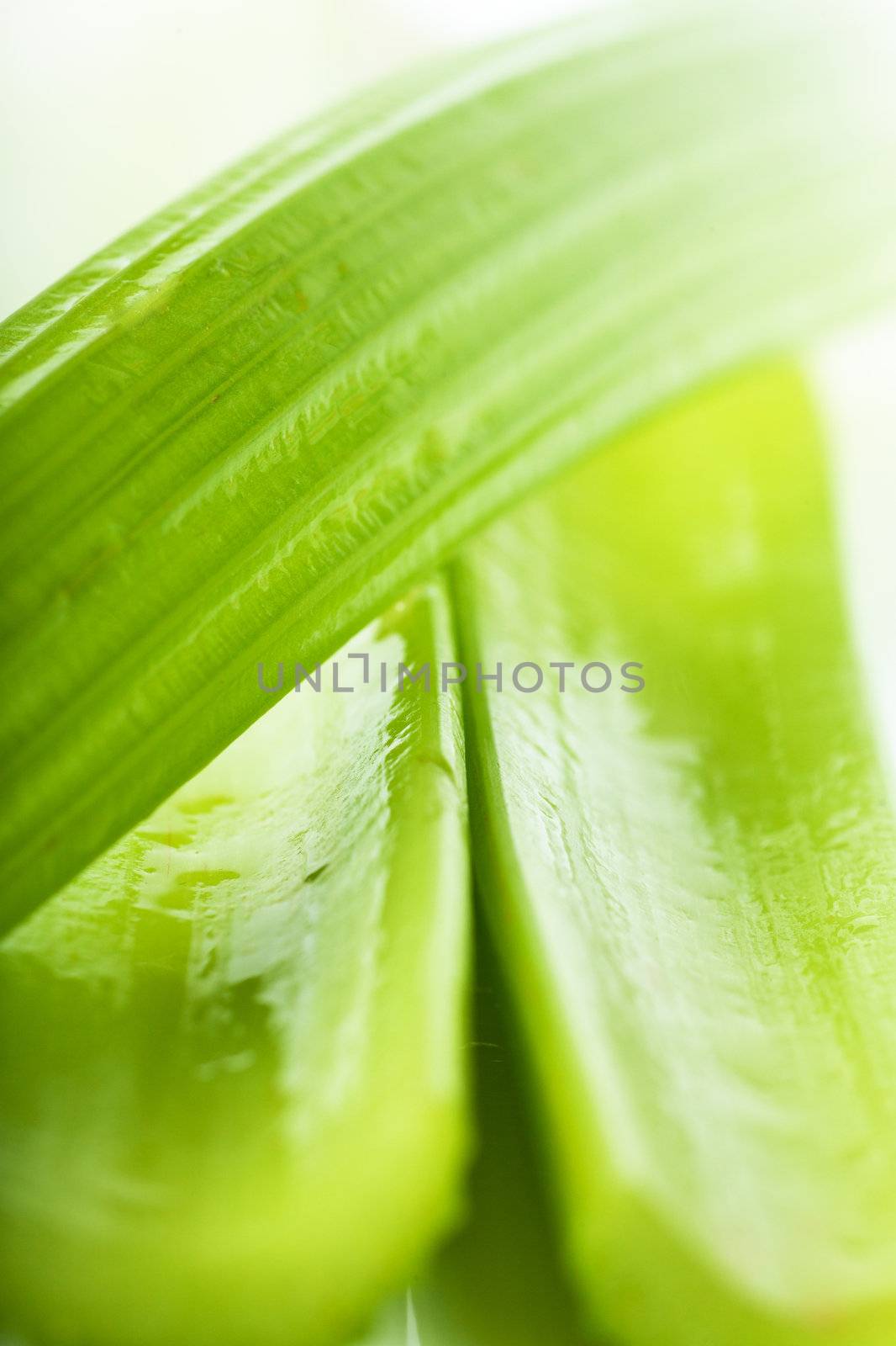 Macro view of fresh green stems of celery